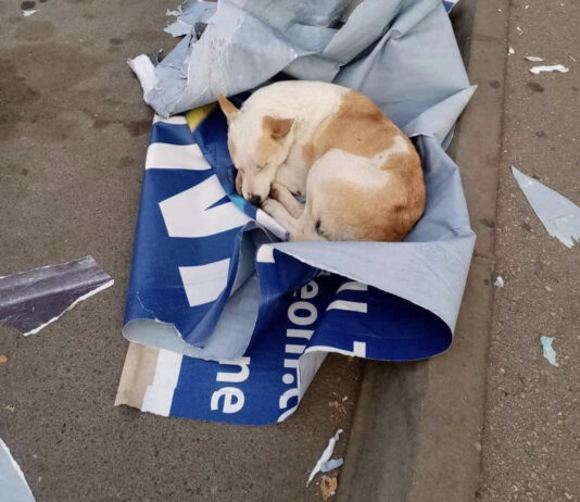 Udruženje „Pit“ iz Niša pokrenulo peticiju za smenu veterinarskog inspektora